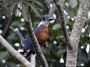 Day04 - 11 * Ringed Kingfisher